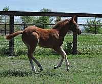 One Wheeled Scooter Colt