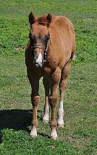 Miss Splendid Kitty Colt