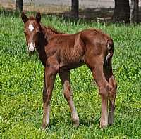Miss Haulin Hickory Colt