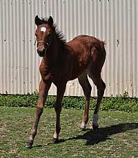 Zauberlinda Colt