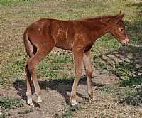 Pettys Pretty Cash filly