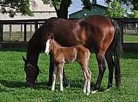 Miss Haulin Hickory Filly