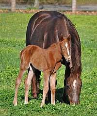 Little Buchedu Filly