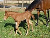 Playtime Legend Filly