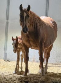 Storyteler x Boon To Be A Star colt