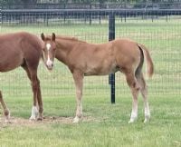 Storyteler x June Bug Jam colt