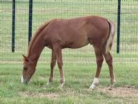Storyteler x Boon To Be A Star colt