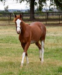 Badboonarising X<br>June Bug Jam
